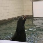 Sliding Door Track Hardware for Zoos, Sealion
