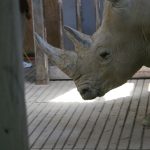 Rhino in Zoo