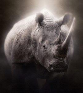 rhino