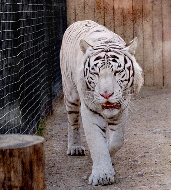 white tiger